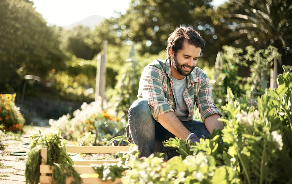 Chaos gardening goes against the ethos of pruned and primed gardens (Getty Images)