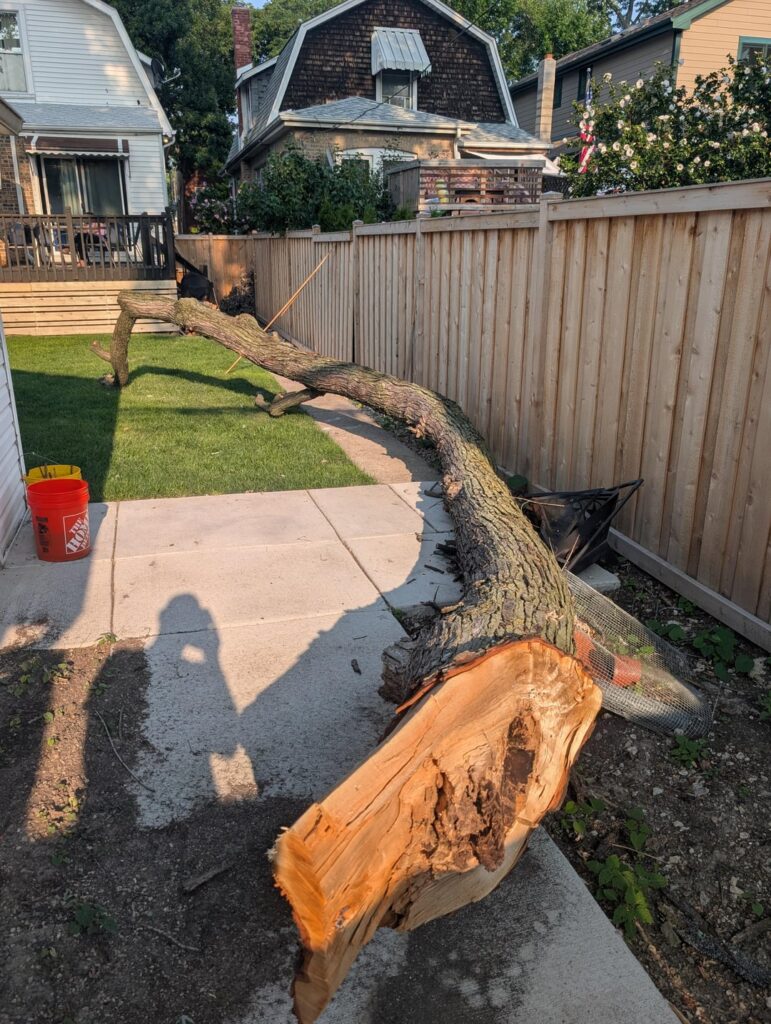 Is my tree healthy? This branch fell after a storm. Is my tree healthy? This branch fell after a storm.