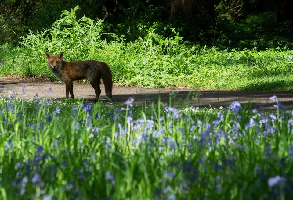 A fox walks past the bluebells at the Royal Botanic Gardens in Kew, west London (PA)