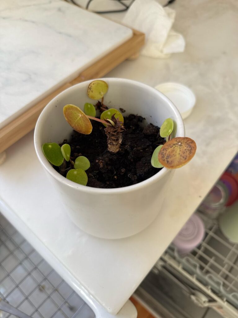 What is wrong with my pilea? What is wrong with my pilea?
