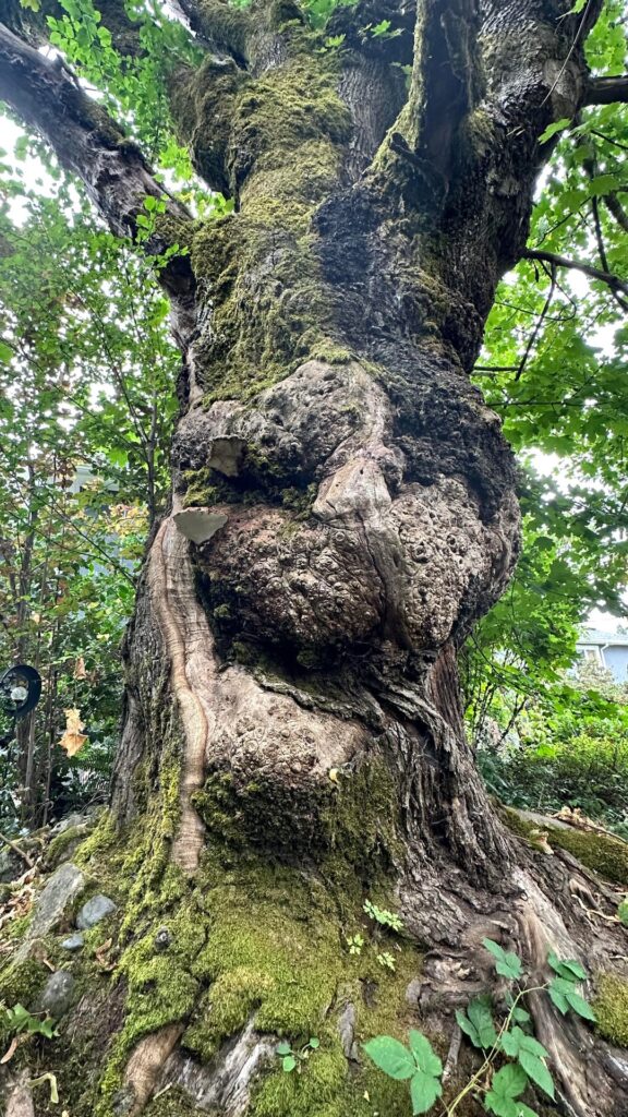 The tree in our yard is unwell, but with what? The tree in our yard is unwell, but with what?