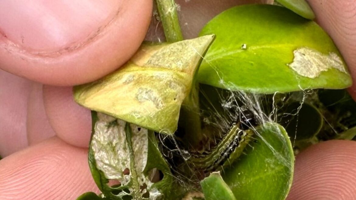 5 gardening tips on how to handle the summer-fall transition