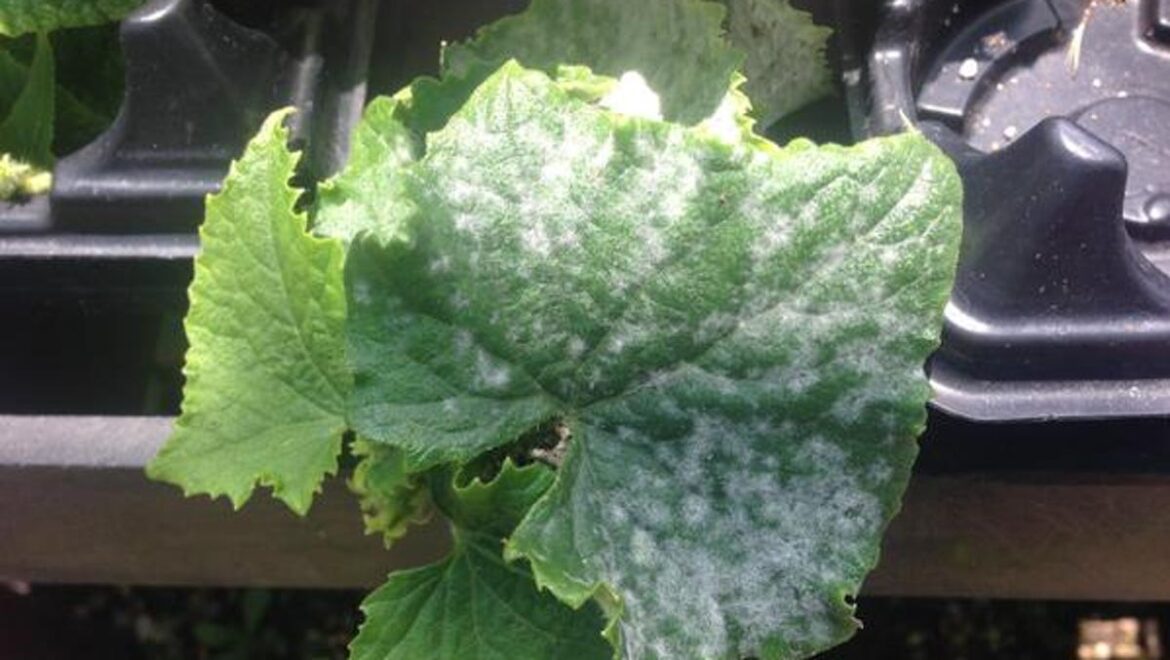 Tips for growing cucumbers, root vegetables