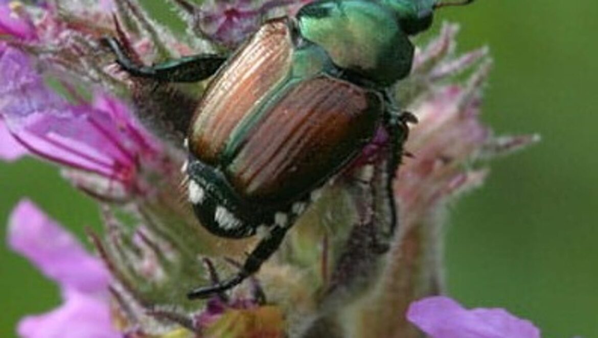 Japanese beetles in your garden? How to mitigate in Northeast Ohio Japanese beetles in your garden? How to mitigate in Northeast Ohio
