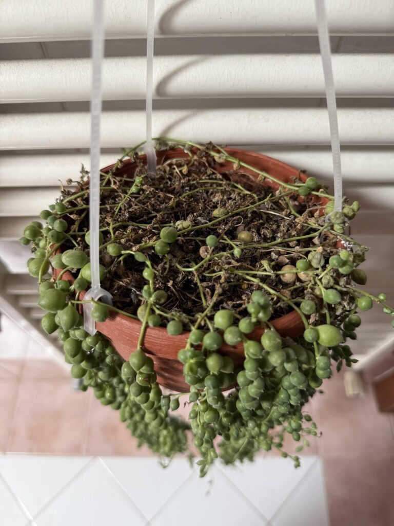 Why is my string of pearls dying?