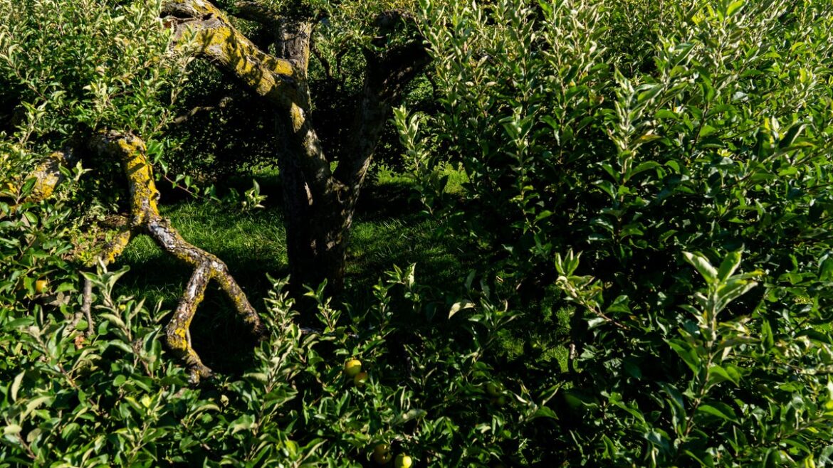 protecting garden fruit in August protecting garden fruit in August