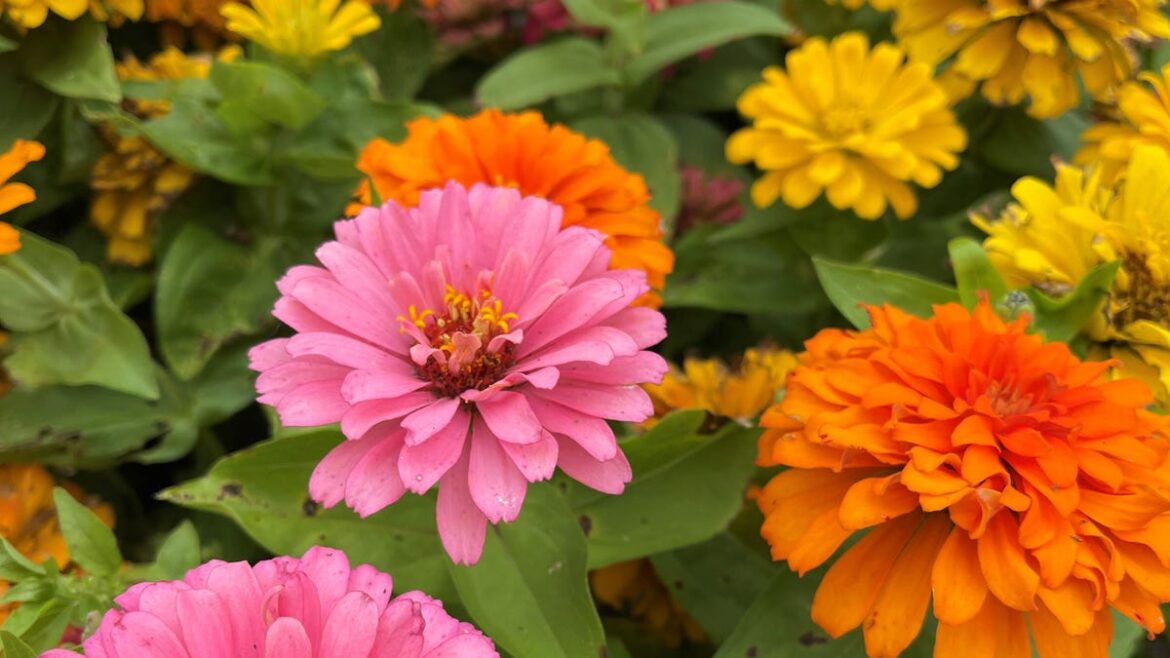 "Zinnias" is this week's Homestyle Garden Photo Contest pick
