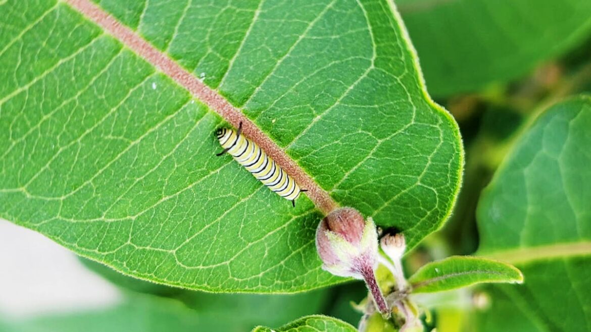 A garden heals our soul