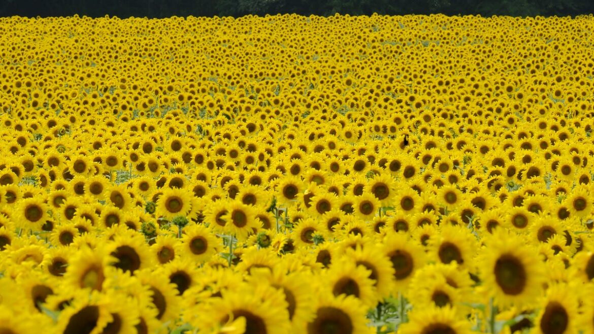 More than a million sunflowers are in bloom at Battles Farm in Girard