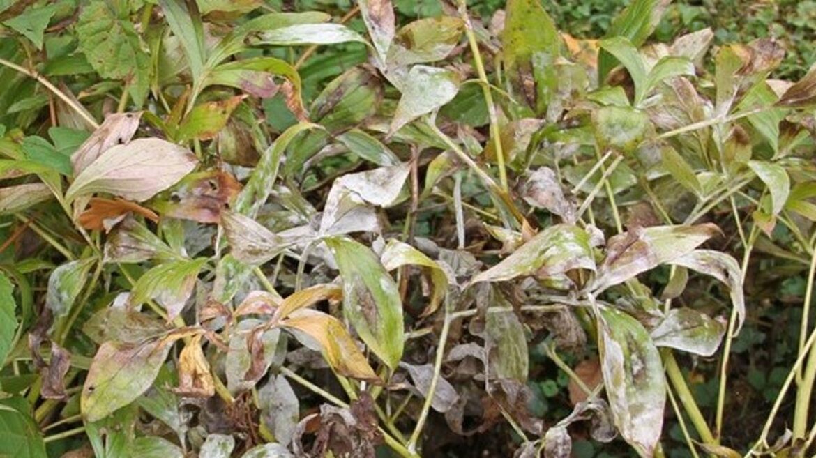 Controlling powdery mildew in the garden
