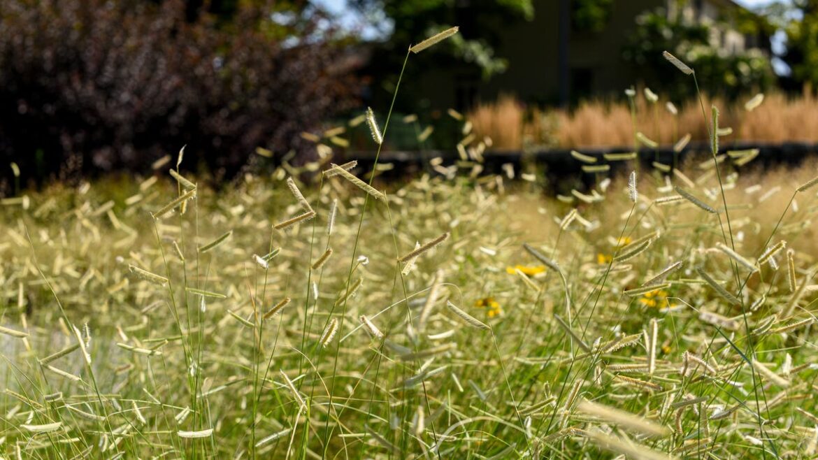 Sassy grasses for every garden
