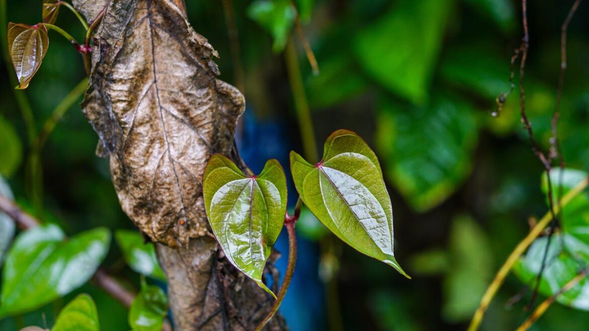 Managing natural areas to control invasive species