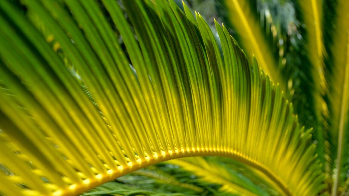 Prune, shape trees to minimize wind damage Prune, shape trees to minimize wind damage