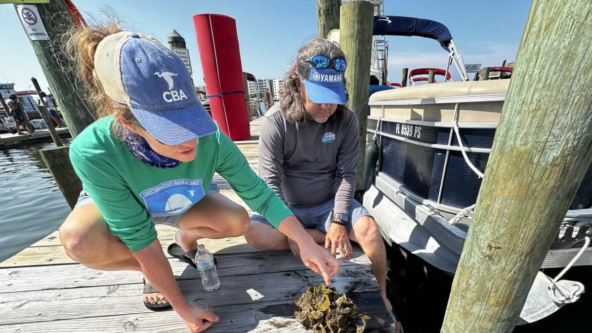 Oyster gardens can help health of Choctawhatchee Bay and harbor