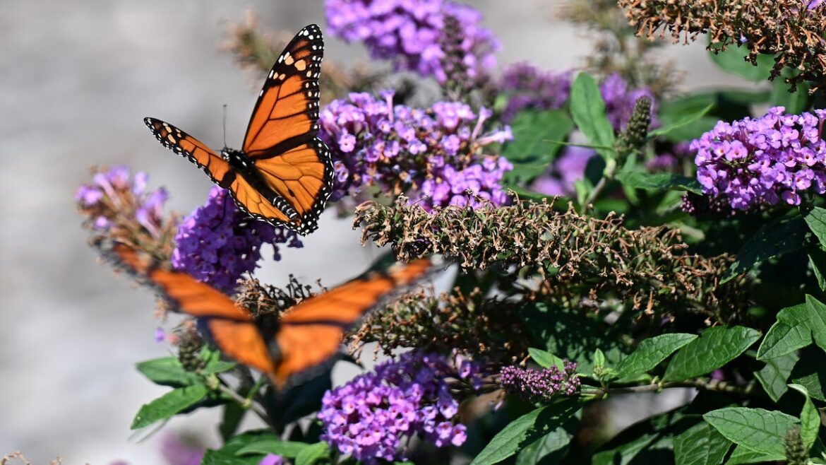Dearborn's butterfly garden opens as city works to 'deindustrialize'