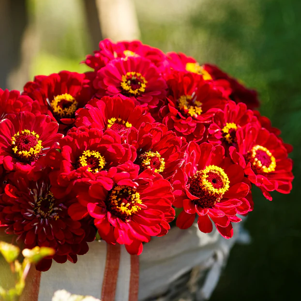 Meteor Zinnia Seeds