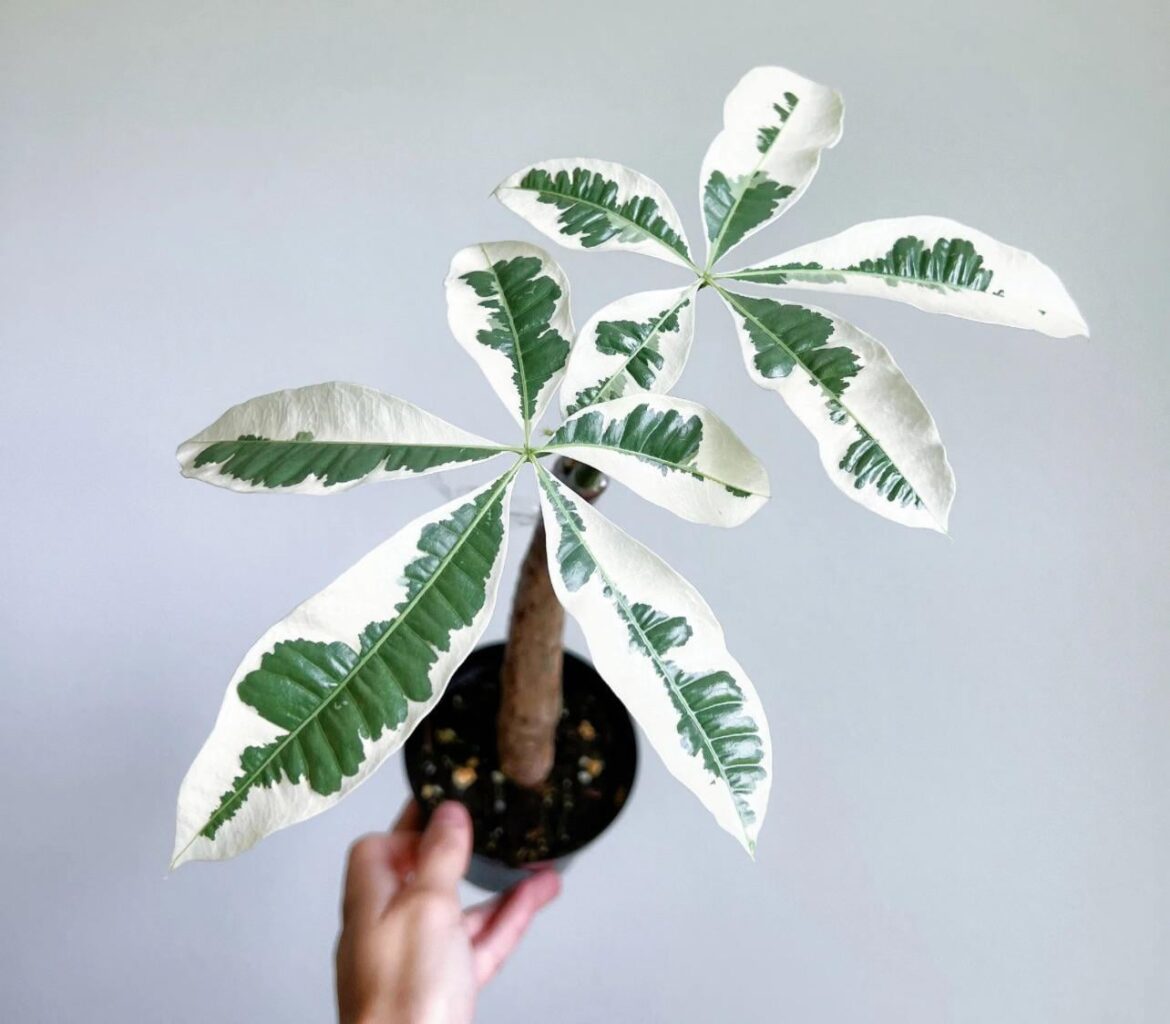 ISO — Albo Variegated Money Tree