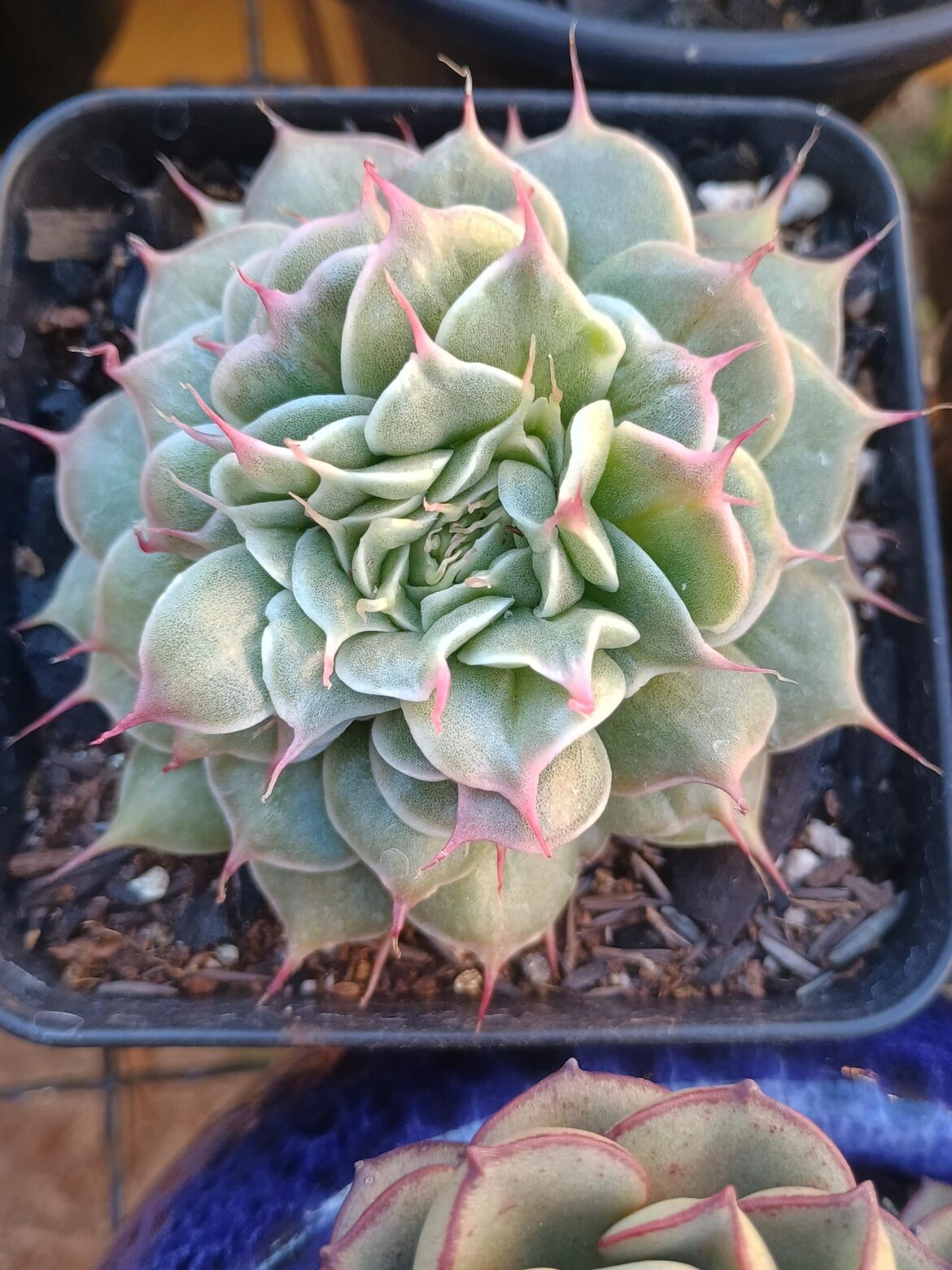 Echeveria 'Sweet Flame'