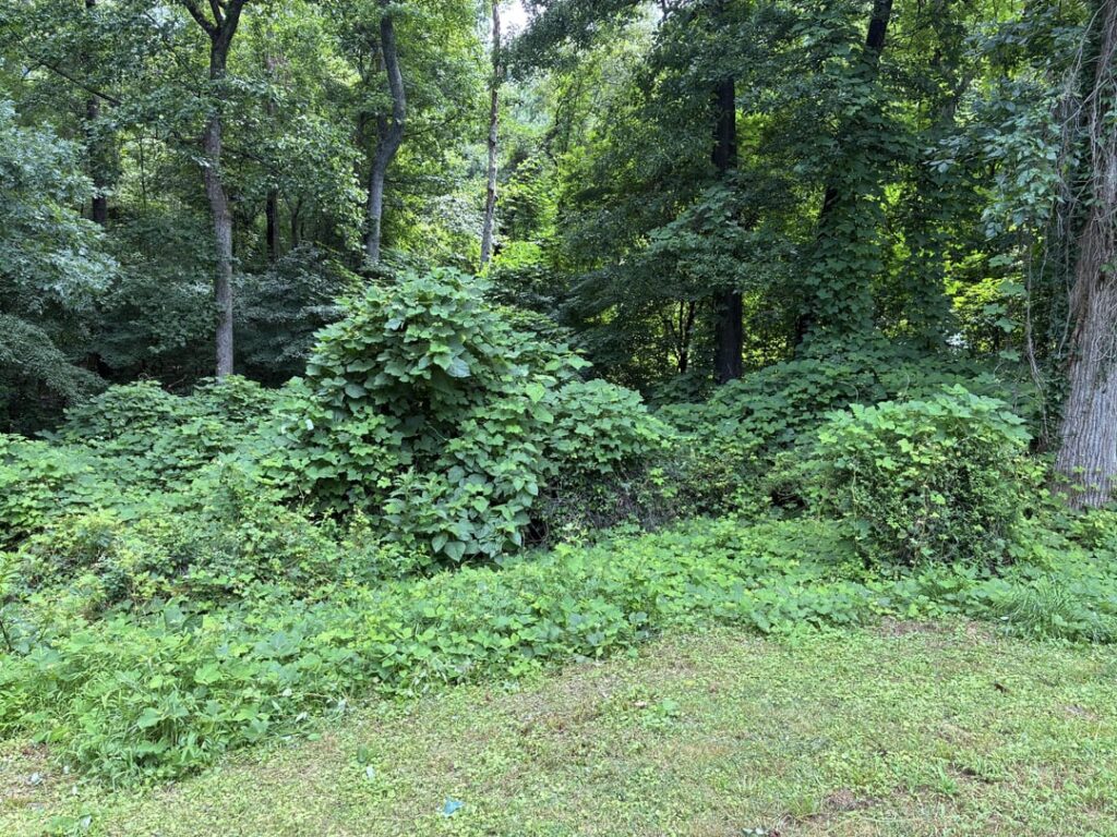 What “DIY” tool could i buy or rent to clear my backyard?