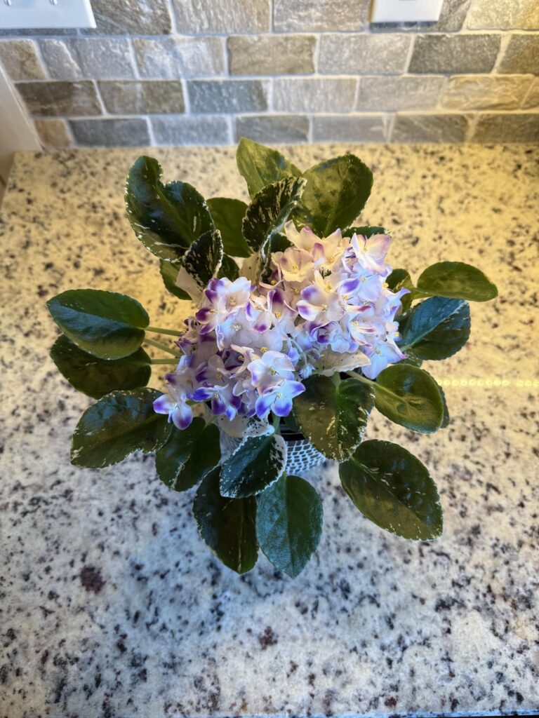 My Two Blooming Beauties