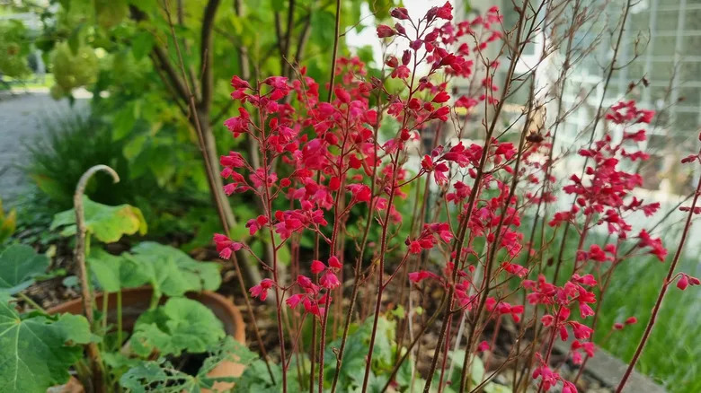 Red-flowered coral bells bloom in a garden.