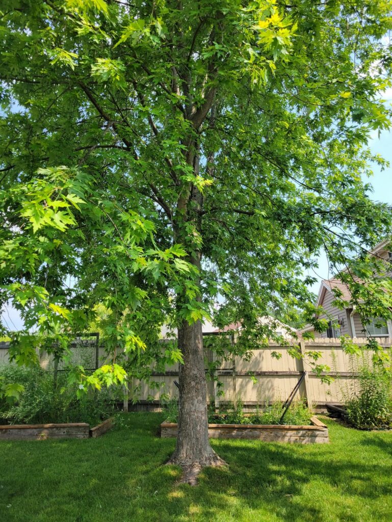 Advice: Is pruning necessary and is this a good proposal? Advice: Is pruning necessary and is this a good proposal?