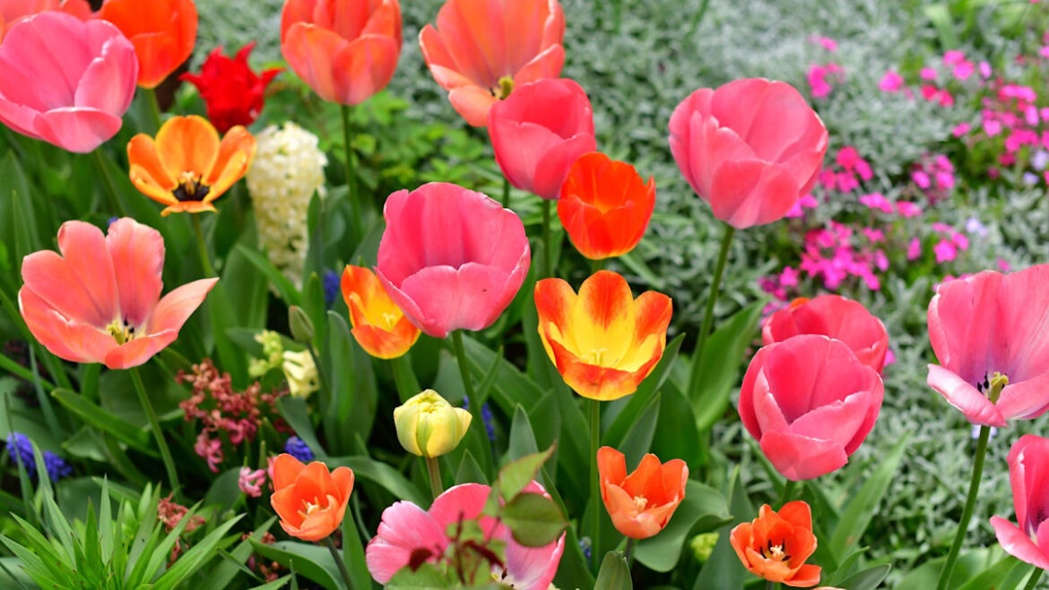 Gardeners urged to do these 7 jobs in August for a colourful spring display Gardeners urged to do these 7 jobs in August for a colourful spring display