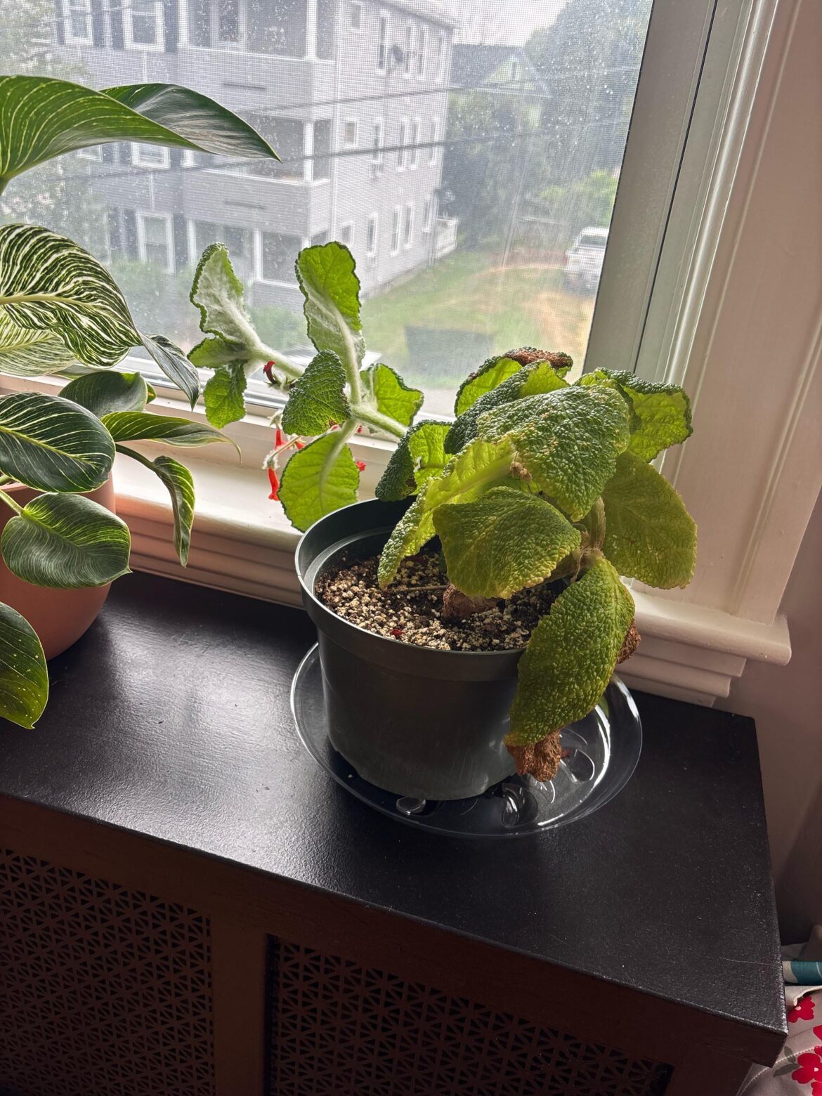 What is happening to my Emerald Forest Plant? What is happening to my Emerald Forest Plant?
