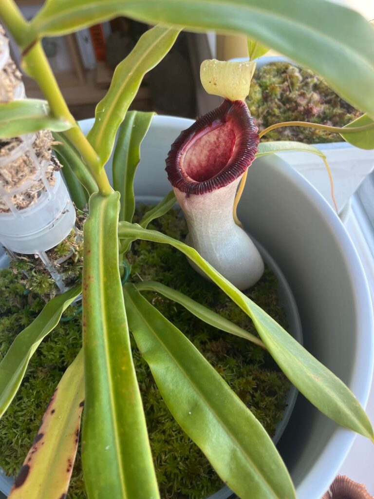 Nepenthes ventricosa porcelain / alba
