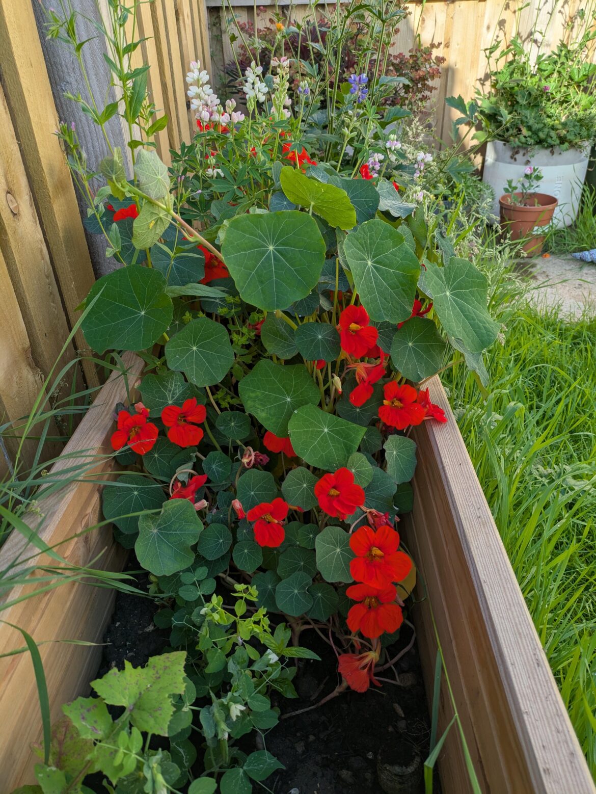 Hardy perrenial suggestions to replace these Hardy perrenial suggestions to replace these