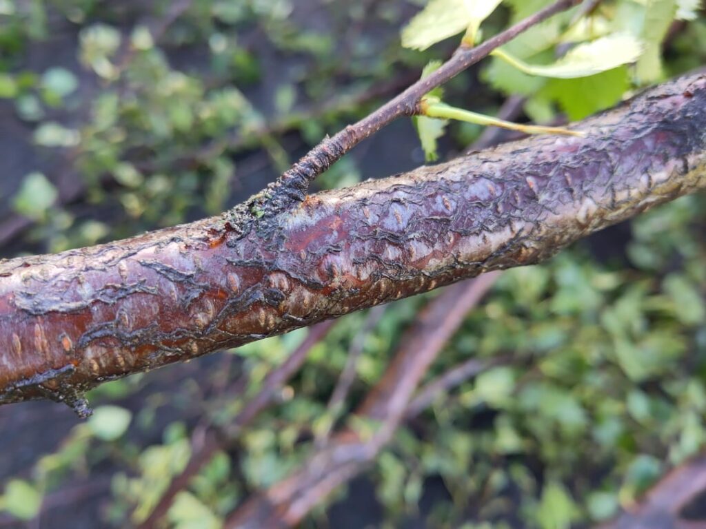 What is this texture on a birch tree?