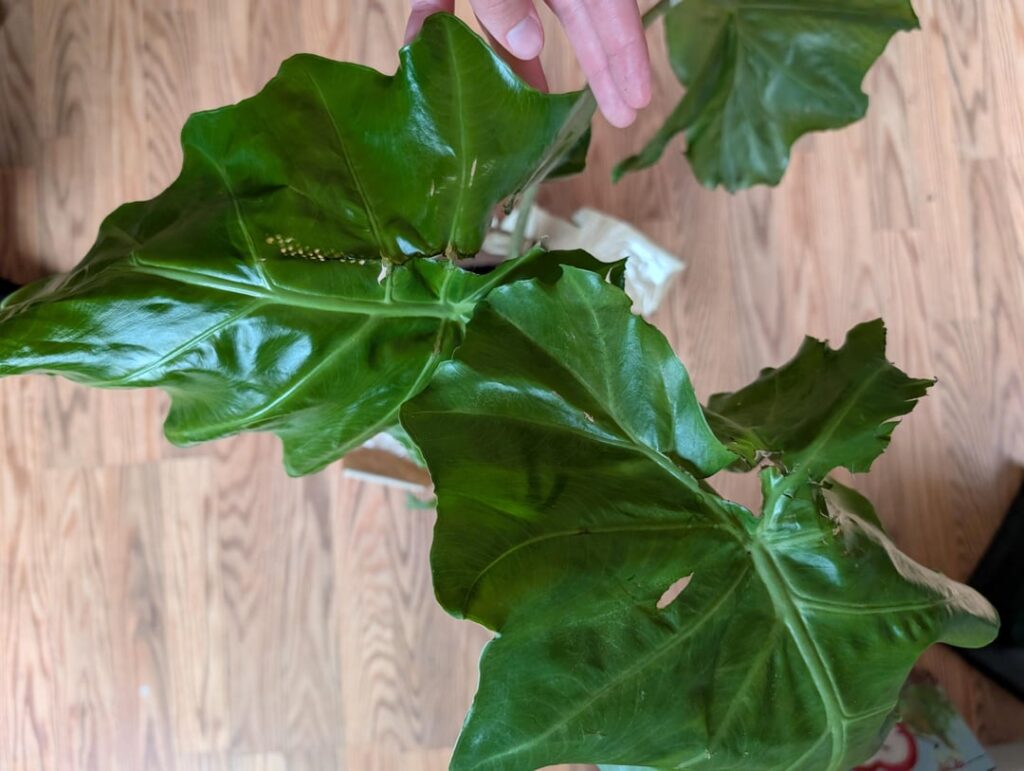 help! my dog ran into and stepped on my new elephant ear and the leaves are bent and ripped ☹️ any tips on rescuing it?? 😭