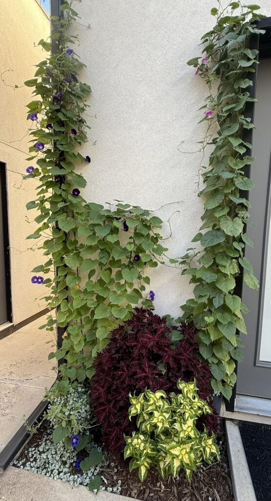 Full shade mini stoop container garden Full shade mini stoop container garden