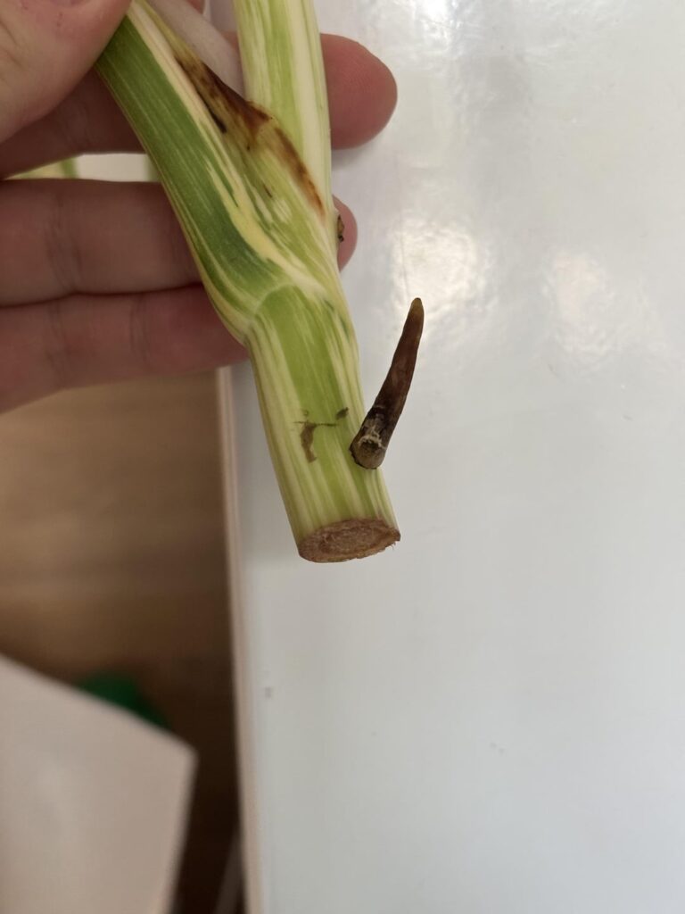 Is my cutting rotten?