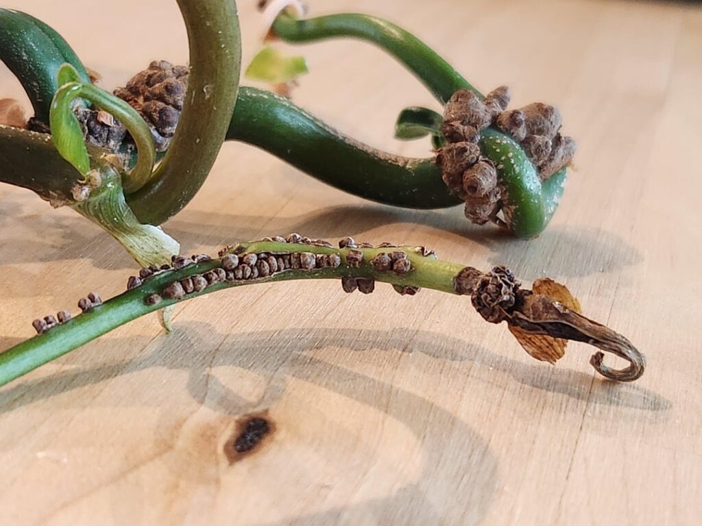 What are those brown things on my pothos?