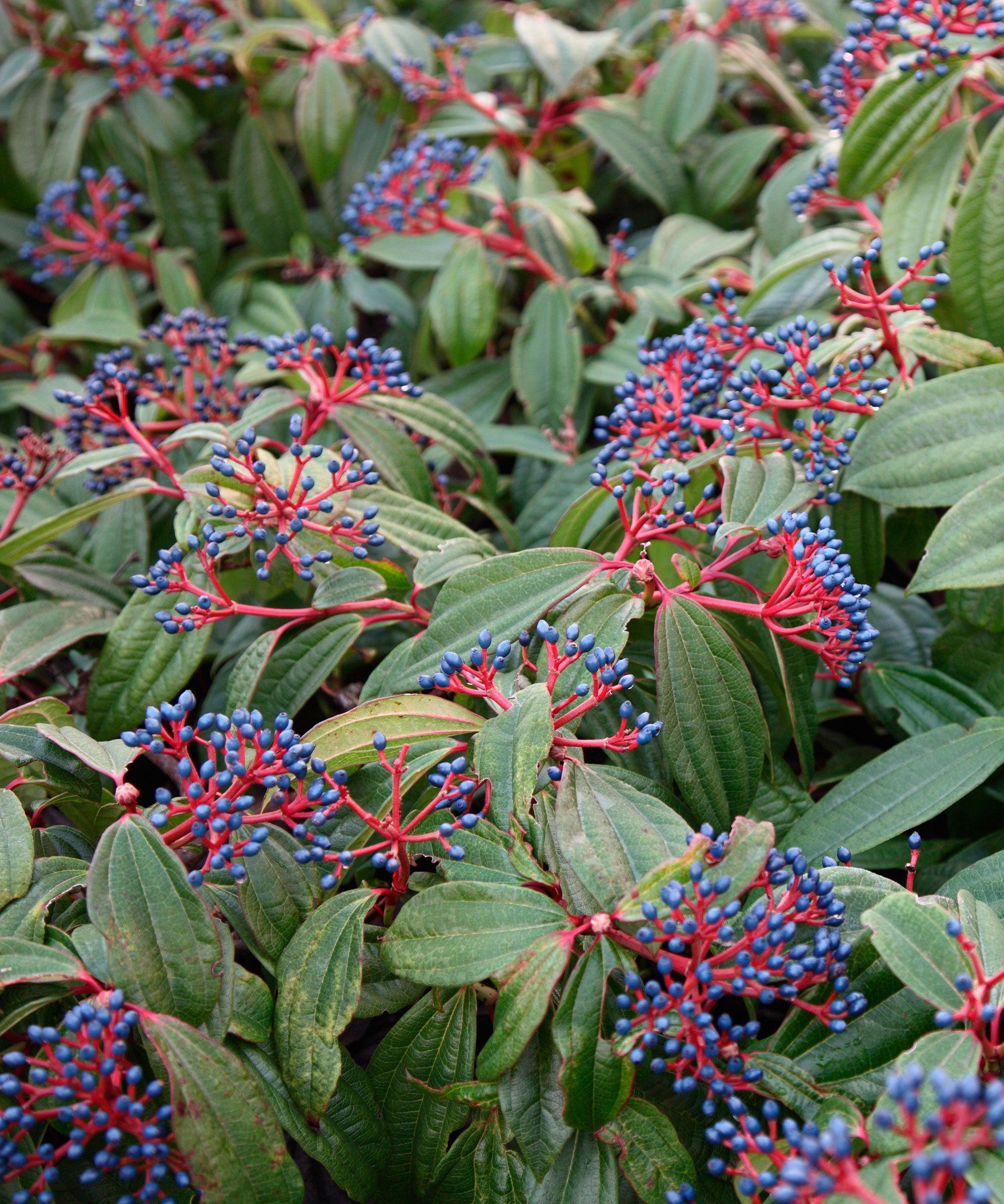 Viburnum davidii with berries in winter