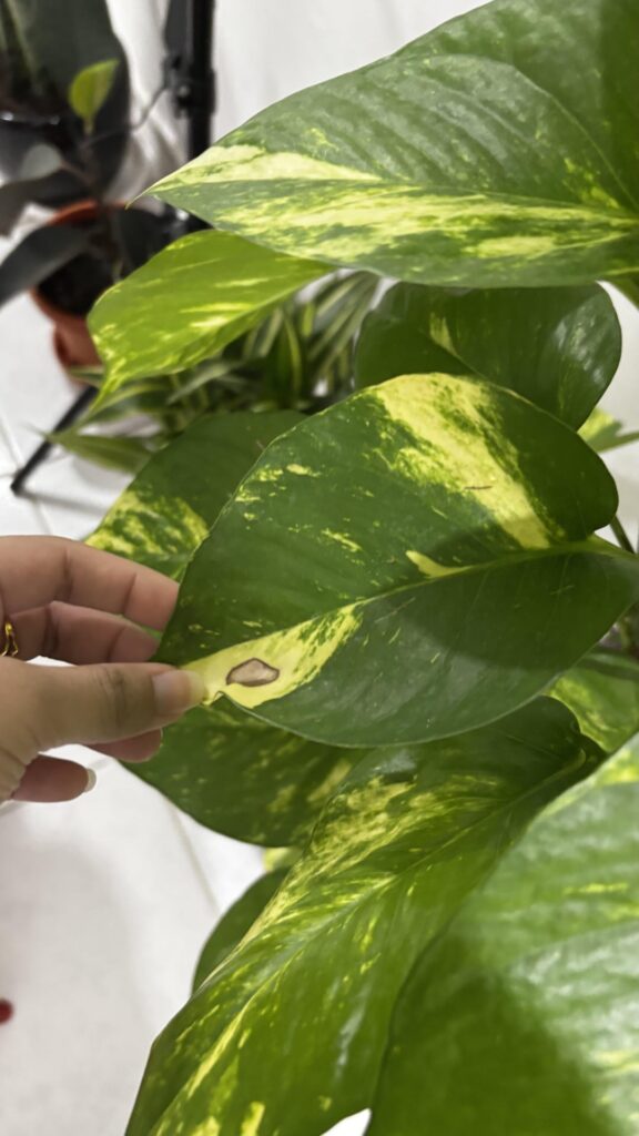 Brown spots on the pothos plant I don’t know what to do