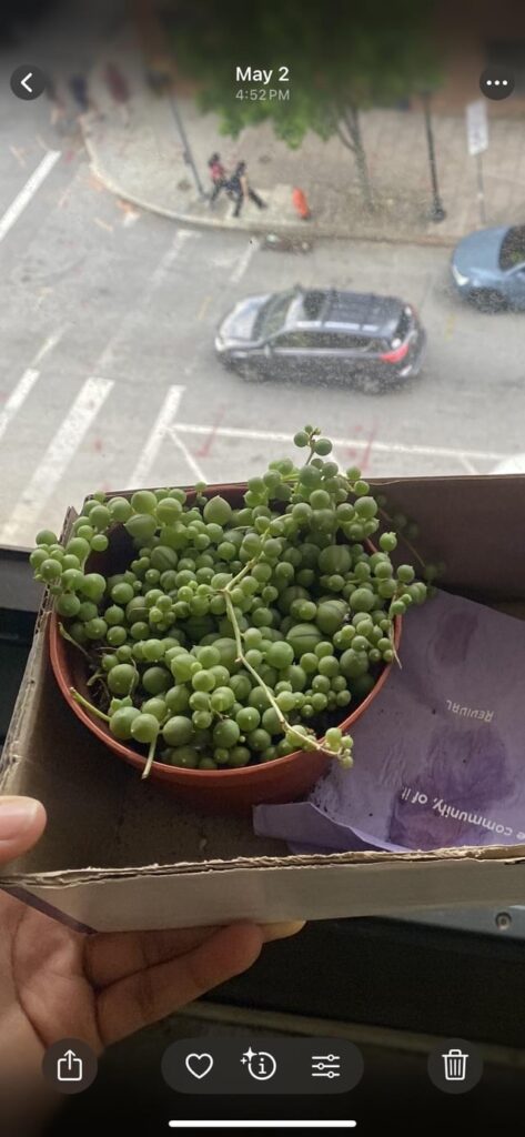 Please help me save my string of pearls! Please help me save my string of pearls!
