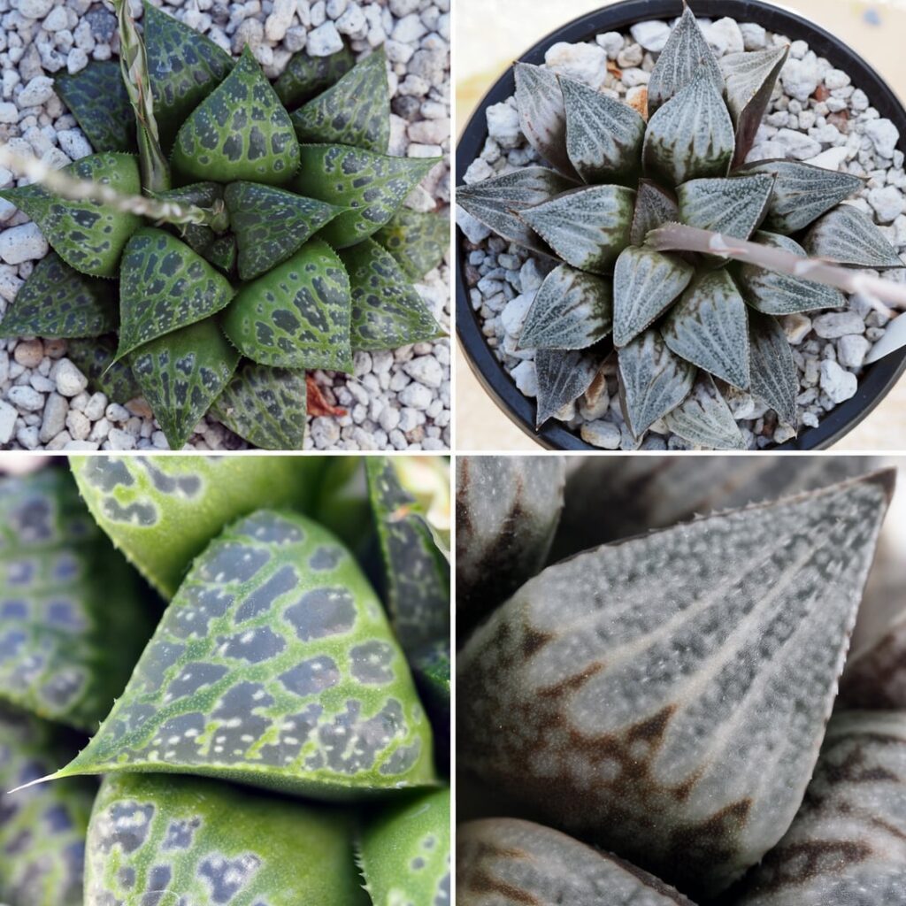 Seed Restock Seed Restock