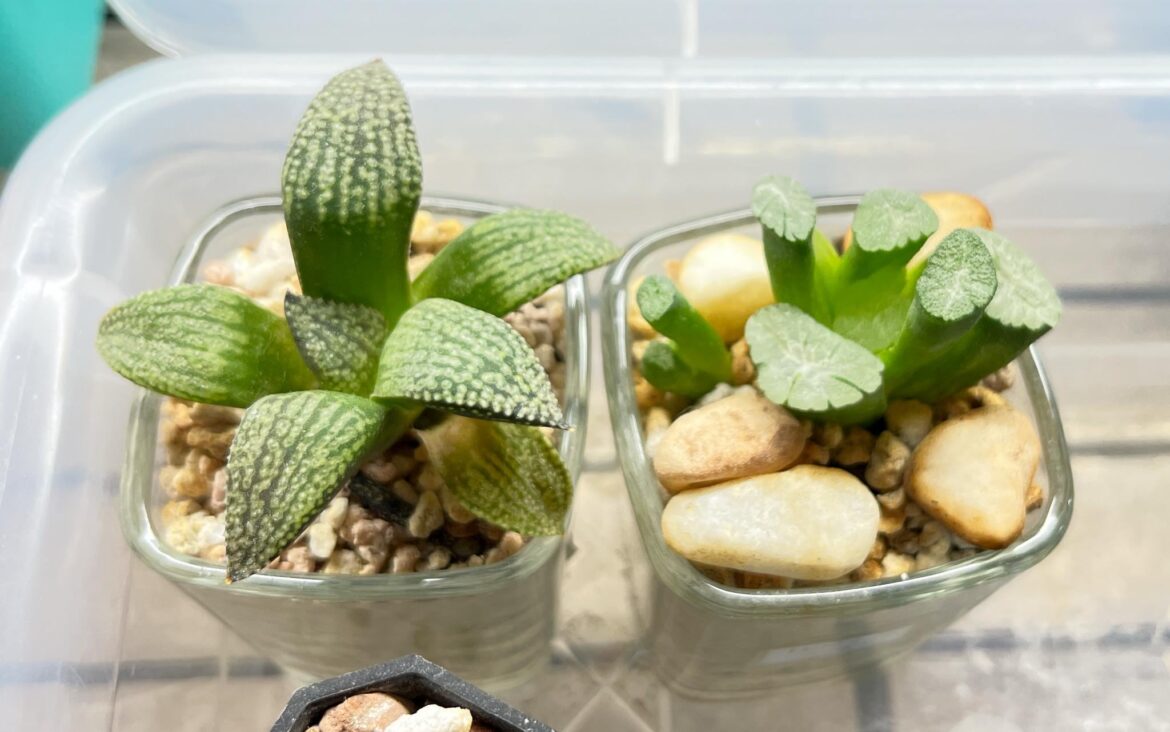 they’re alive! they're alive!