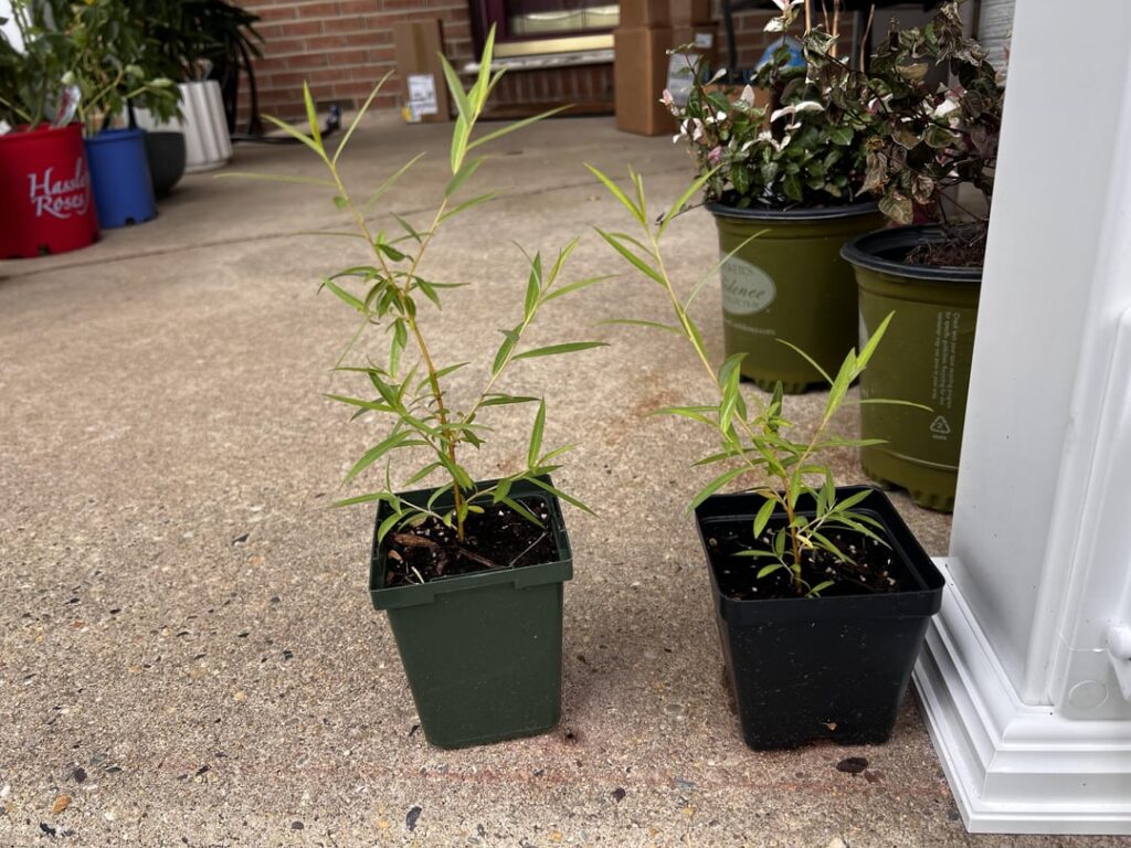 weeping willow propagation 2 years ago to now weeping willow propagation 2 years ago to now
