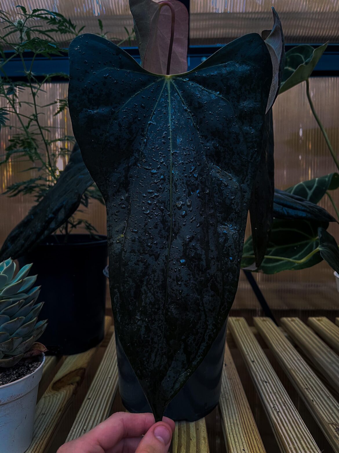 Show me your darkest leaves