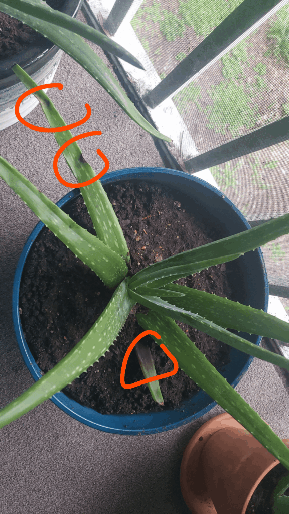 What could be causing this spot on my aloe vera? What could be causing this spot on my aloe vera?