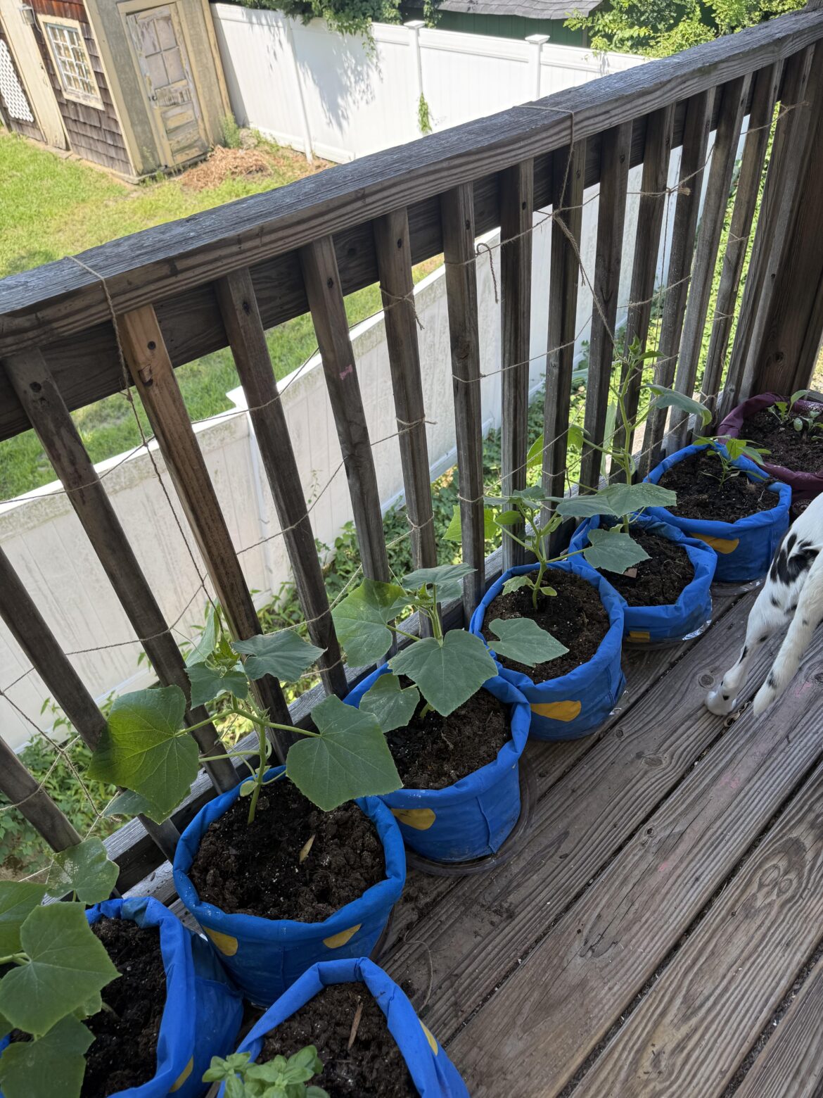 Walmart “grow bag” update