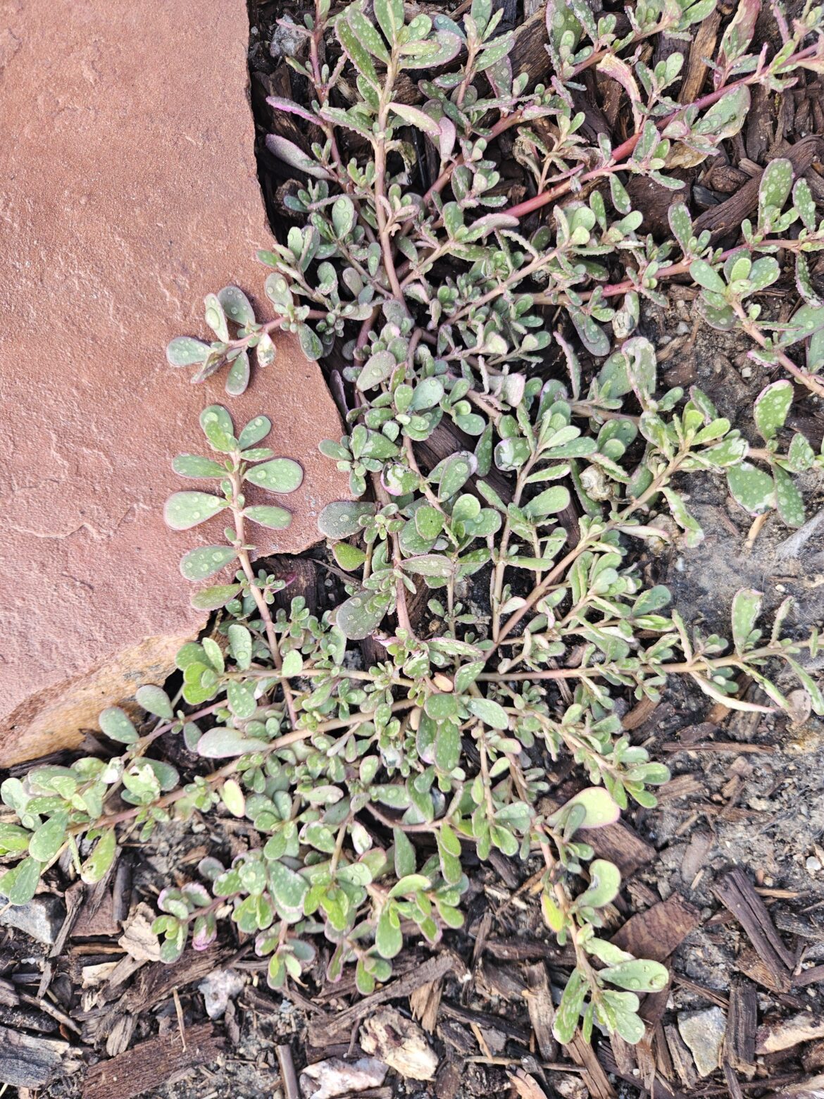 How do you get rid of this weed? How do you get rid of this weed?