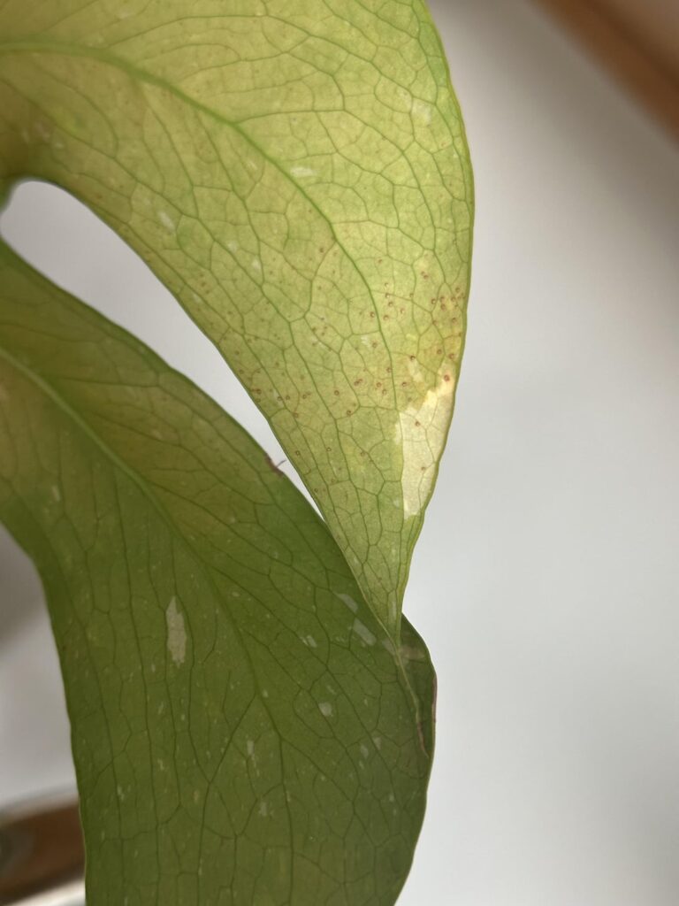 Help! What is this on my Thai Con?