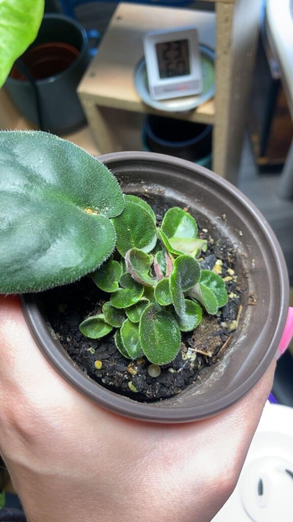 Should I separate these now? Should I separate these now?