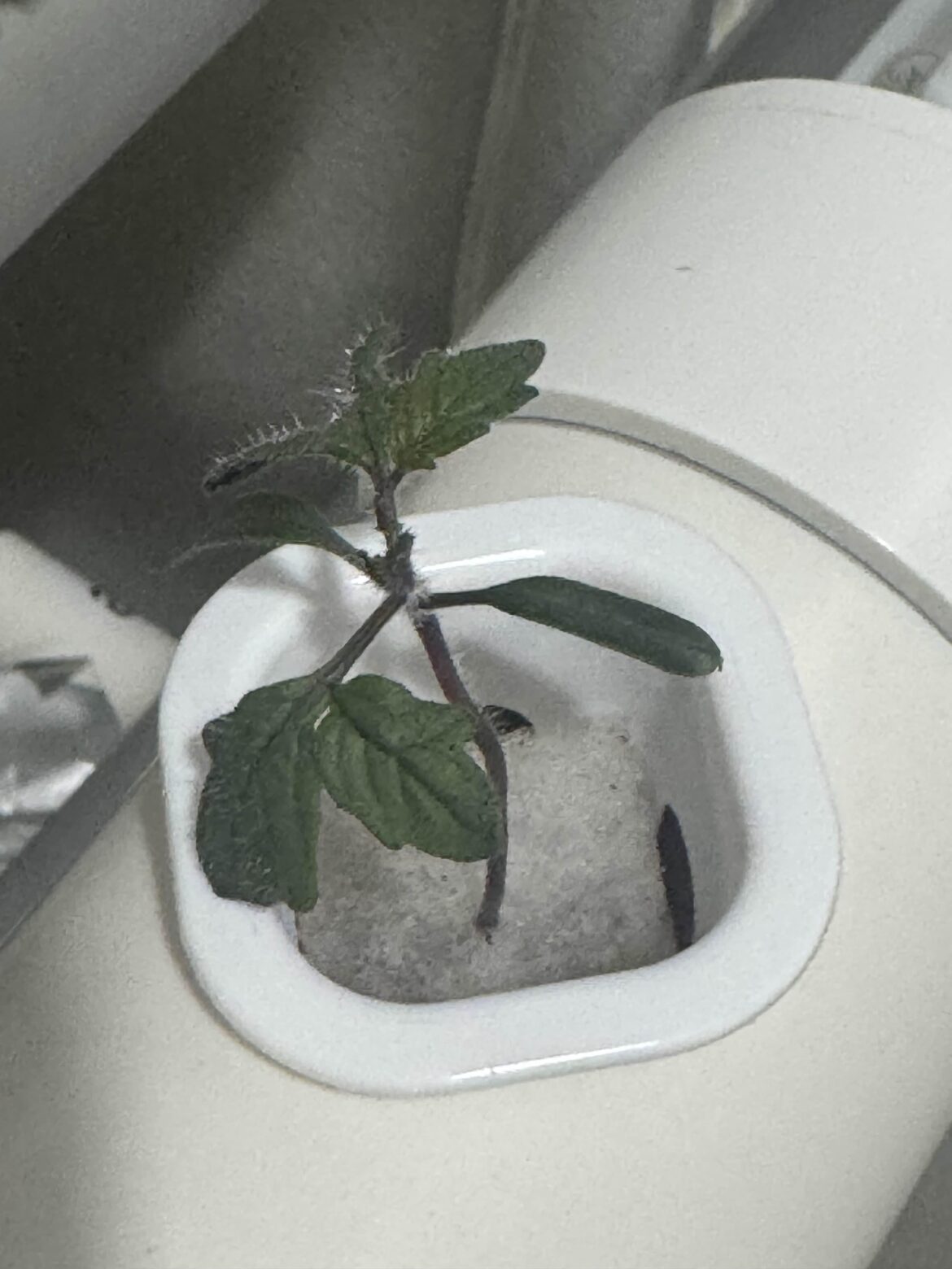 how long can garden veg plants handle their roots being exposed to air?