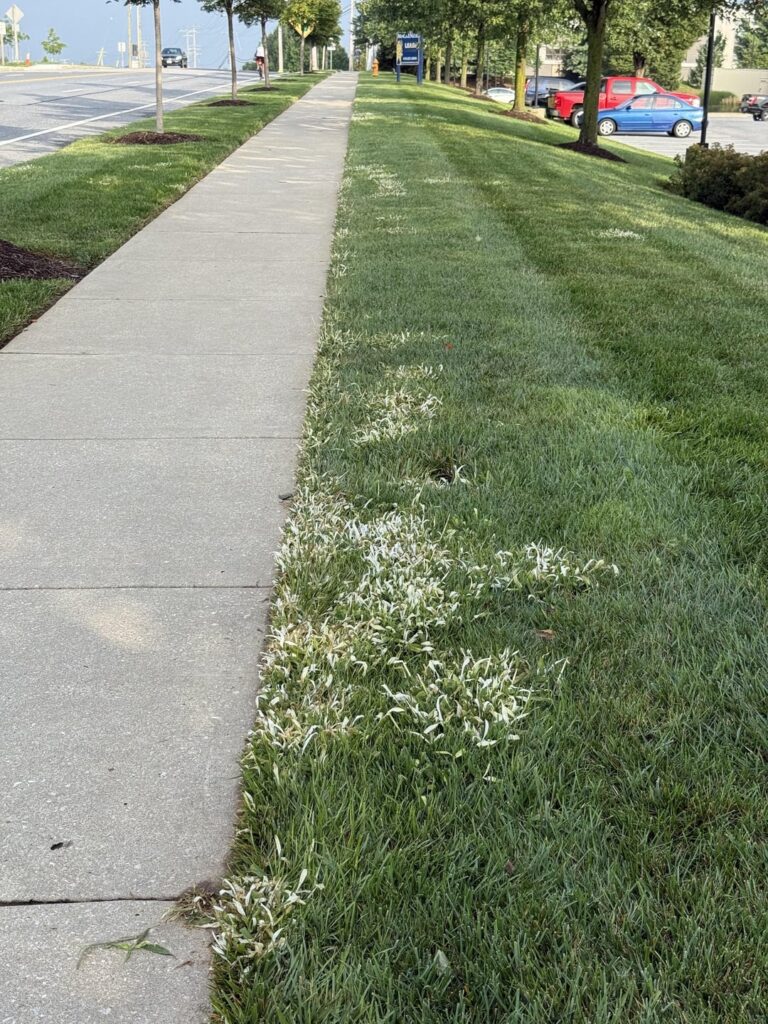 What is this weed killer the professional landscaping company put down? Makes the weeds turn white.