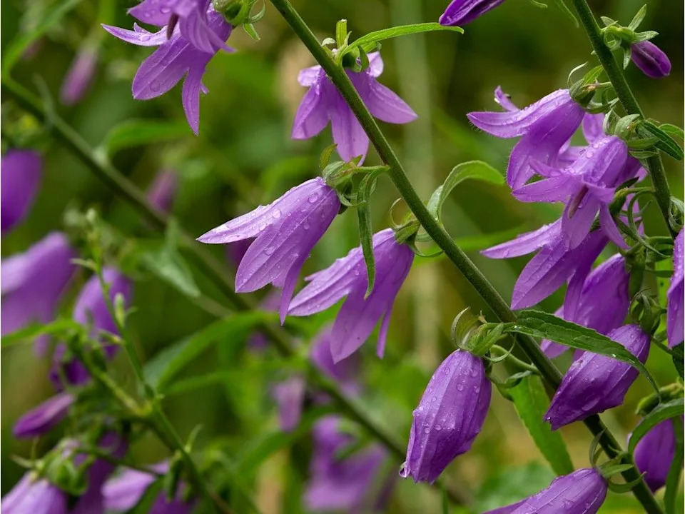  Fresh raindrops are seen on creeping bellflower plants in Mill Creek Ravine Park in Edmonton in this 2020 file photo.